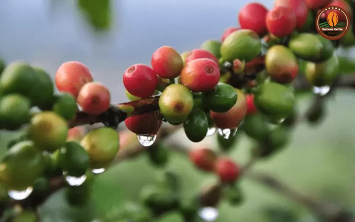 các loại cà phê arabica