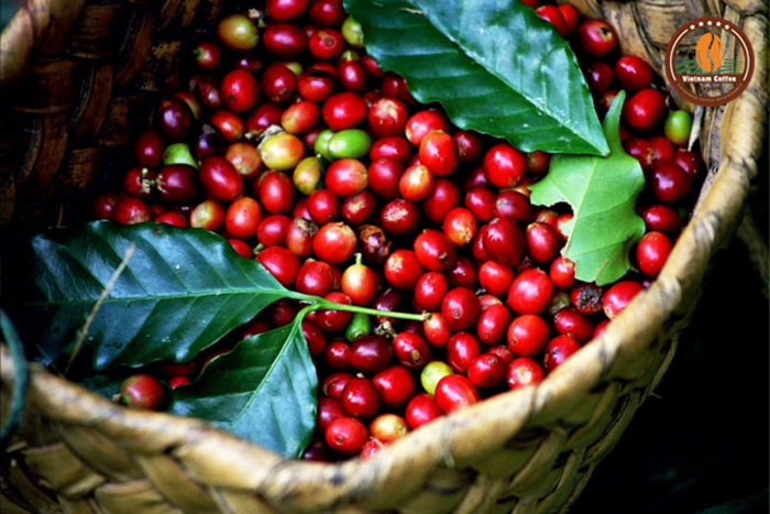 Cà phê Arabica ở Việt Nam