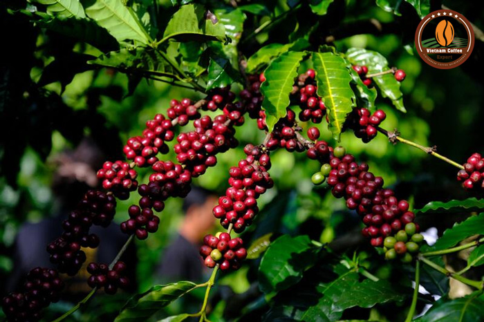 Các loại axit trong cà phê