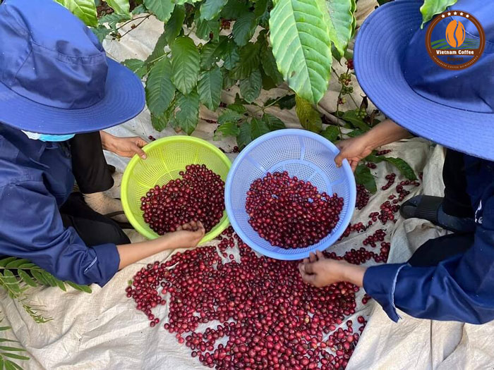 tiêu chuẩn cà phê nhân xuất khẩu