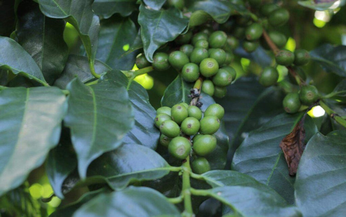 Chứng nhận cà phê