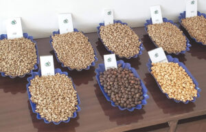 Phân loại hạt cà phê