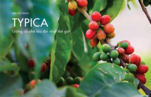 Cà phê Typica