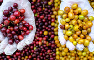 cà phê bourbon