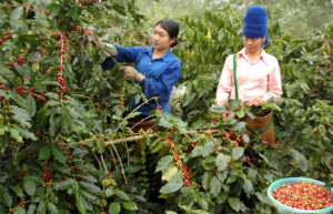 Cà phê điện biên
