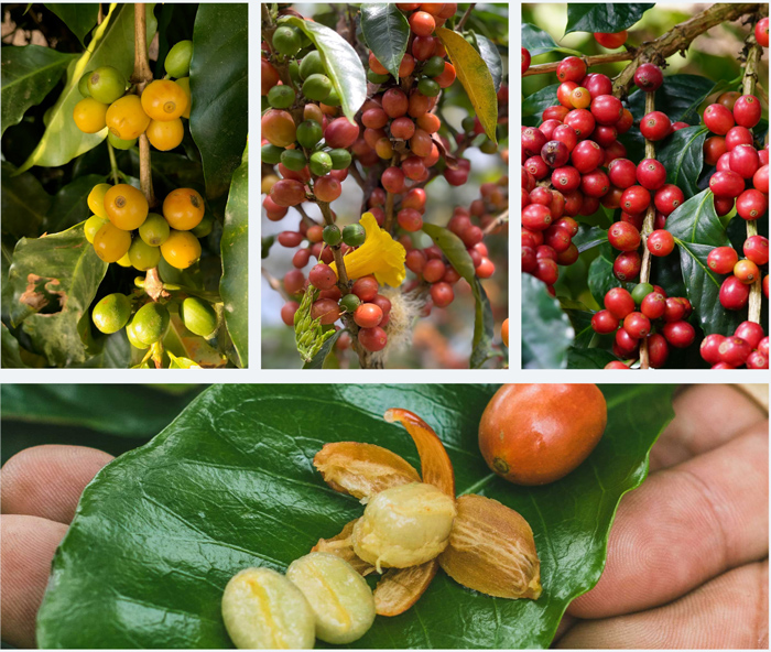 Cà phê bourbon phát triển tốt nhất ở độ cao từ 1200m trở lên so với mực nước biển