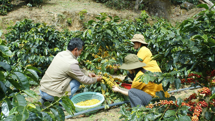 Cây cà phê bourbon có kích thước chiều cao khá thấp