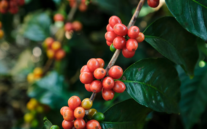 Cà phê Bourbon hồng